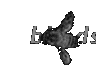  blind 